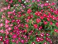 Pacifica Hilo Mix Periwinkle / Catharanthus roseus 